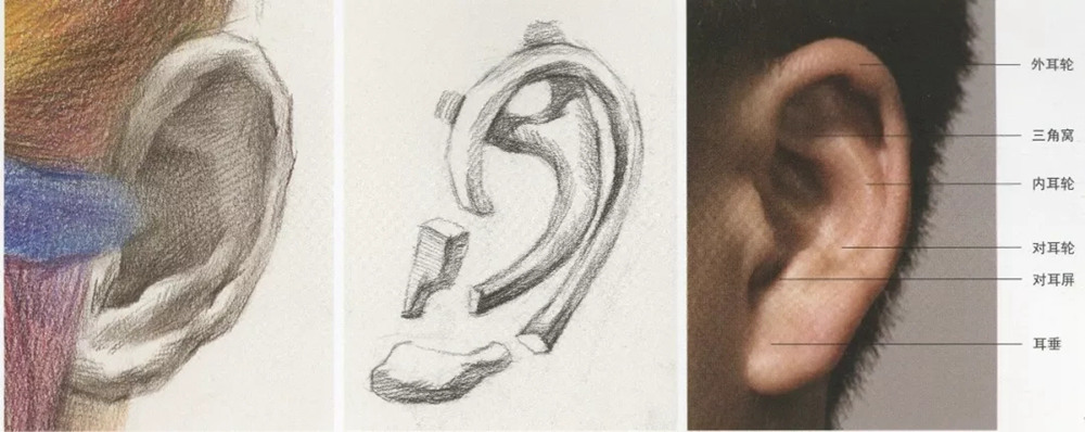 北京美术培训画室超强干货丨素描石膏像之耳朵的刻画,03