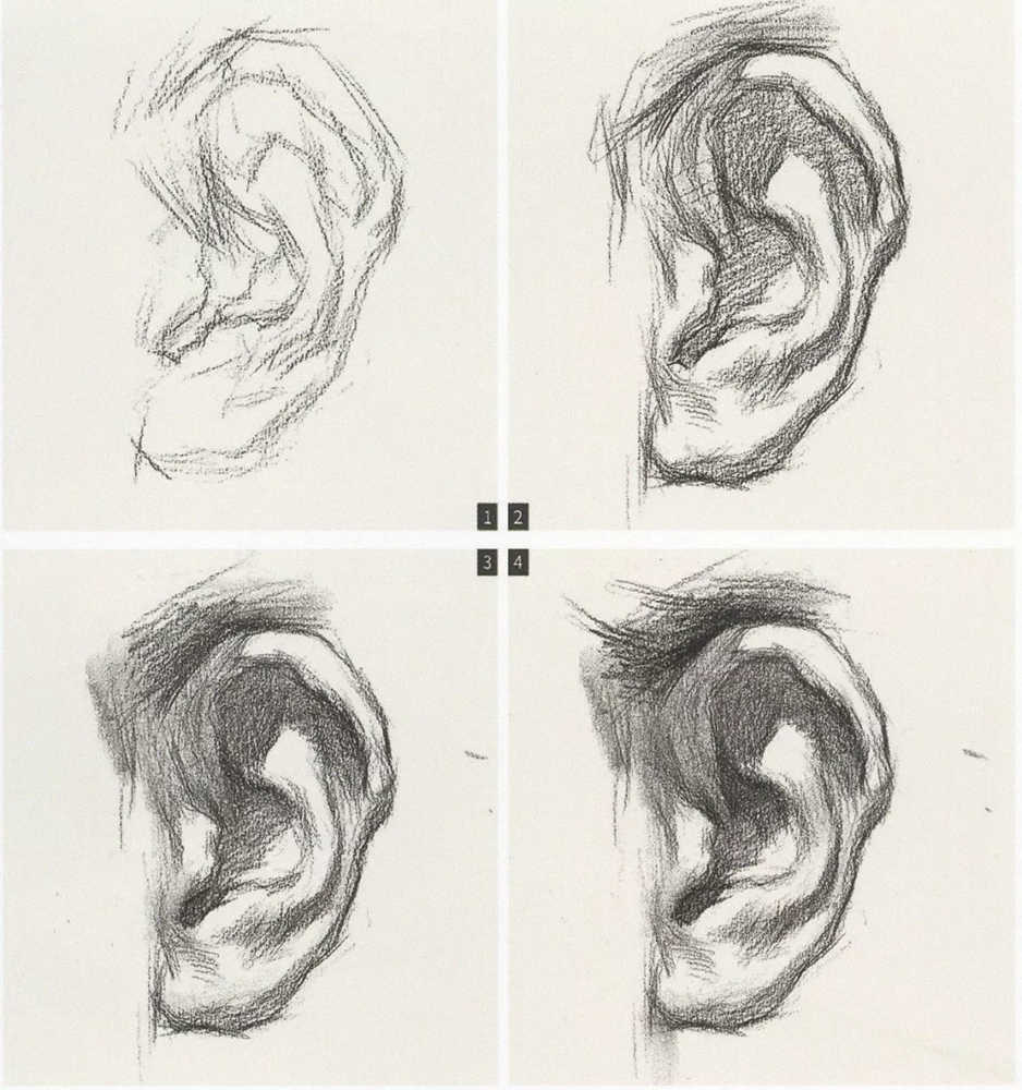 北京美术培训画室超强干货丨素描石膏像之耳朵的刻画,10