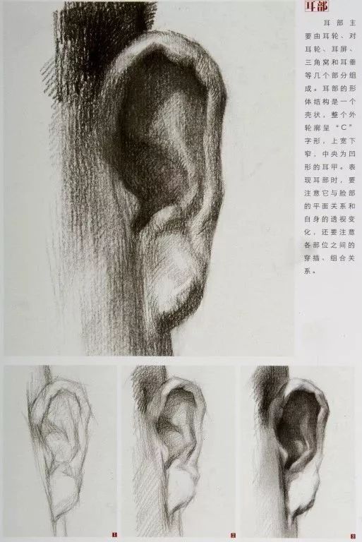 素描头像中，结构、造型与透视是否准确，竟然占画面的80%-北京画室,14