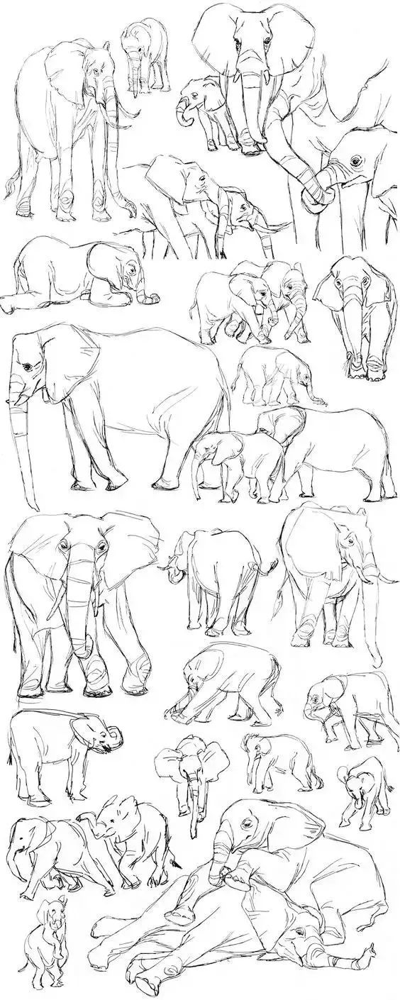 北京画室老师送你1000个动物绘画样式！够你一年消化了,26