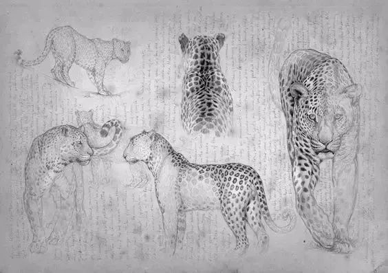 北京画室老师送你1000个动物绘画样式！够你一年消化了,39