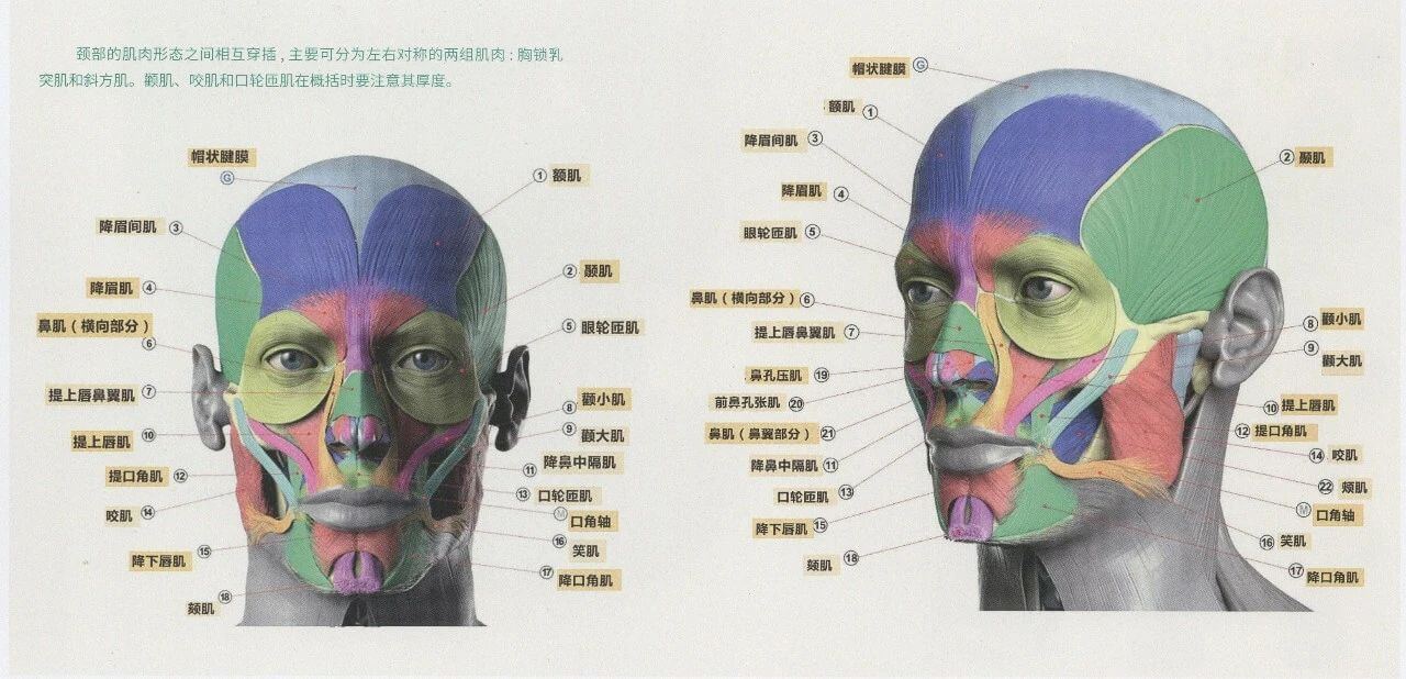 素描头像怎么入门？北京画室给你剖开来讲，其实一点都不难！